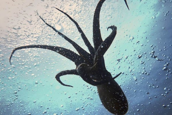 Kraken 2krn cc