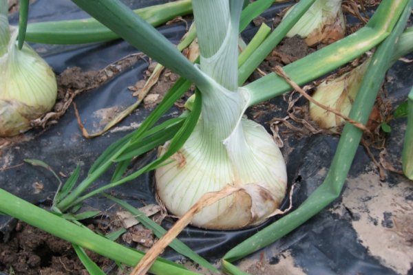 Омг зеркало onion omgomgomgmplace com
